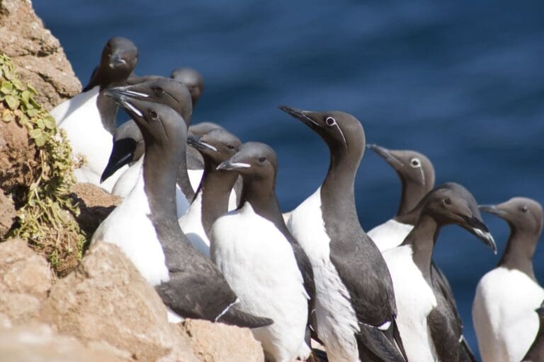 Langanes vogelkliffen en ruïnes