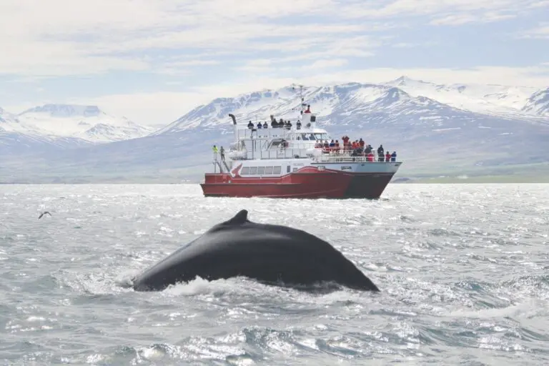 Avistamiento clásico de ballenas Akureyri