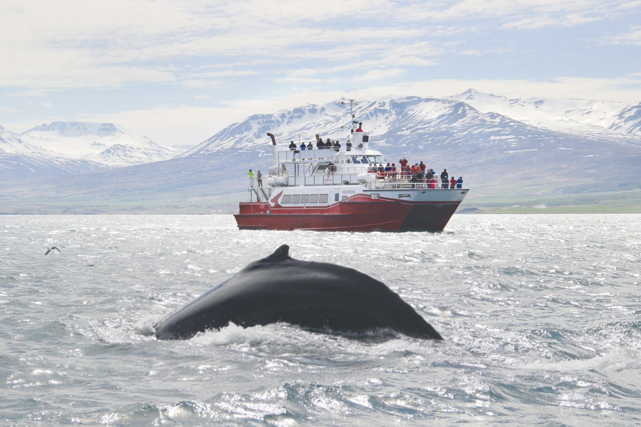 Akureyri Classic Whale Watching