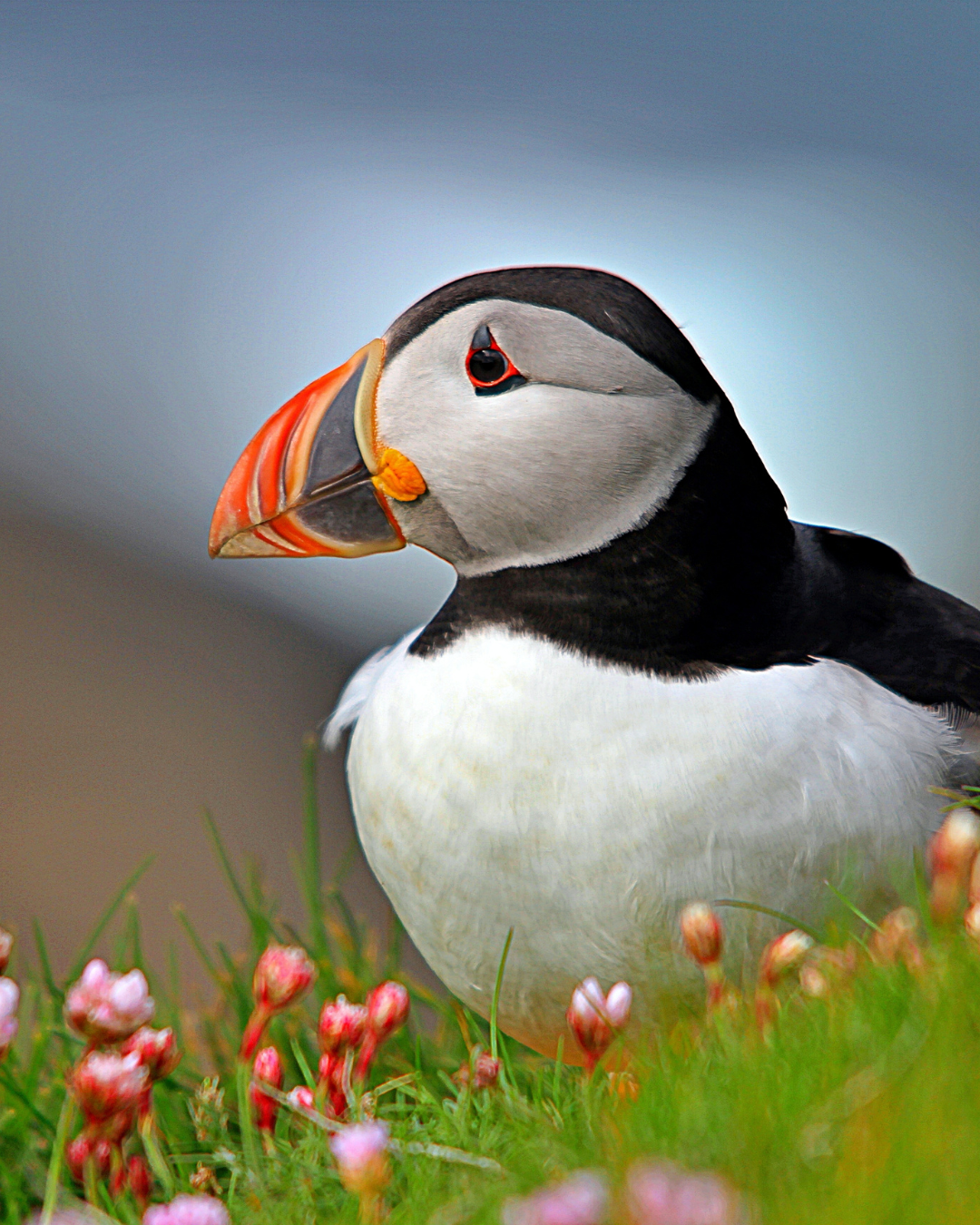 Puffin & Wildlife Boat Excursion from Stykkishólmur