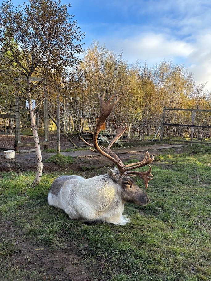 Stuðlagil Canyon and the Reindeer Park: Day Tour