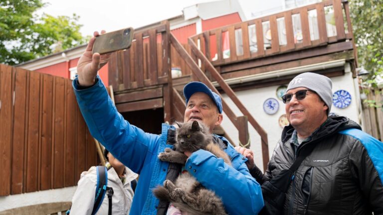 El paseo en gato de Reykjavik