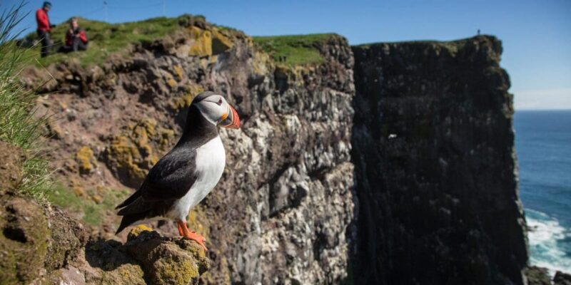 14-Day Iceland Self-drive Tour | Around Wild Iceland