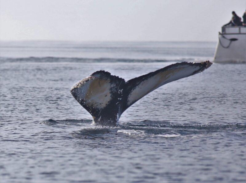 Avistamiento de ballenas Akureyri: descubra las maravillas oceánicas