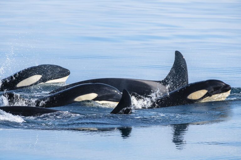 Avistamiento de ballenas Ólafsvík