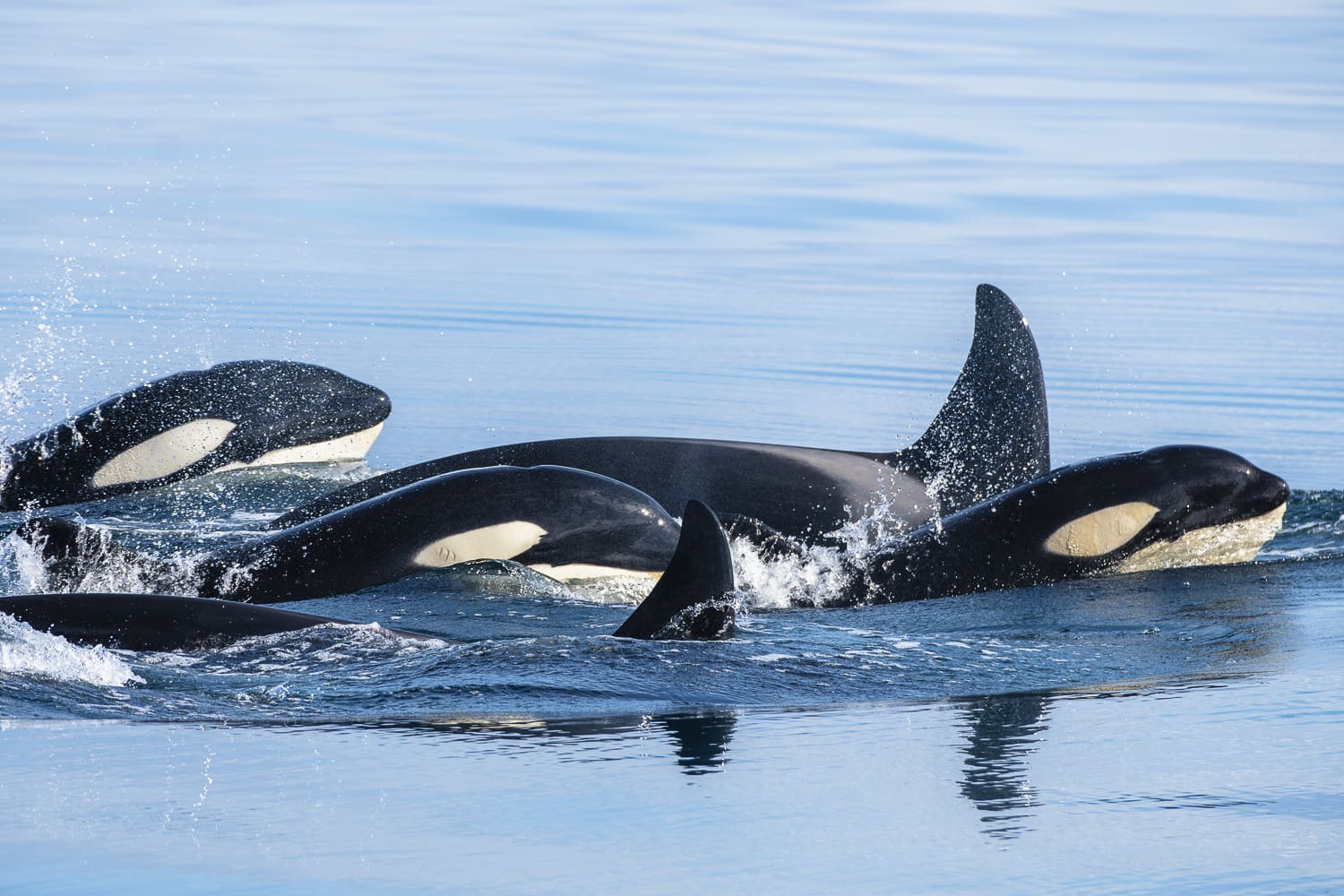 Whale Watching Ólafsvík