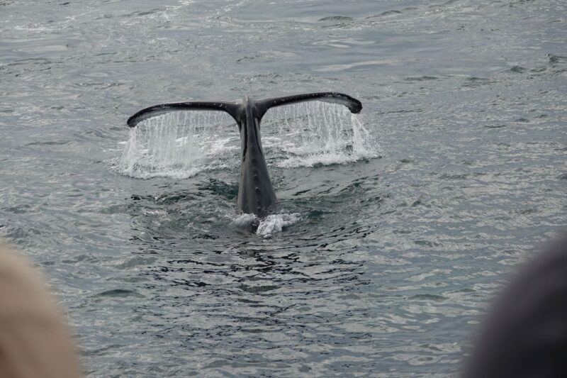 Reykjavík Bay Arctic Rose Whale Watching Excursion