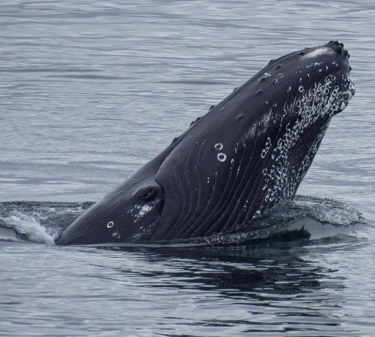 Baleines et macareux