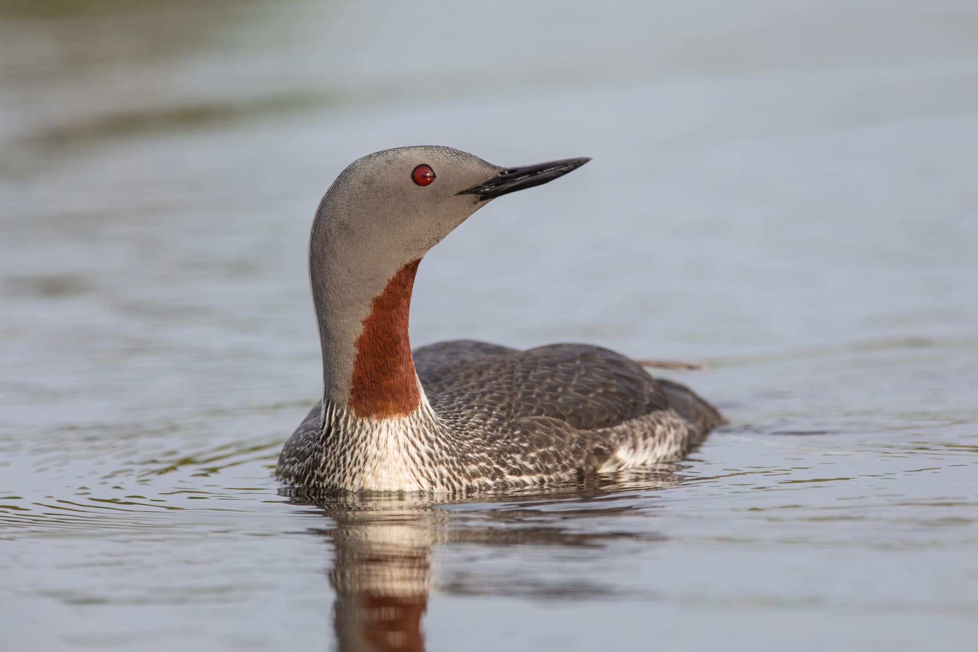 Birdwatching private tour: Lake Mývatn Area