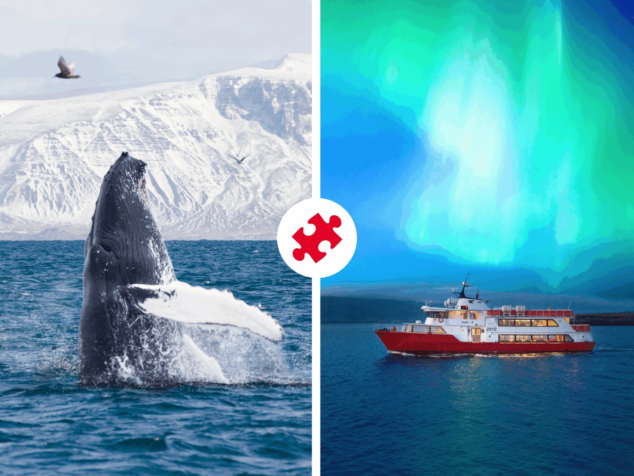 Reykjavík Whales & Northern Lights