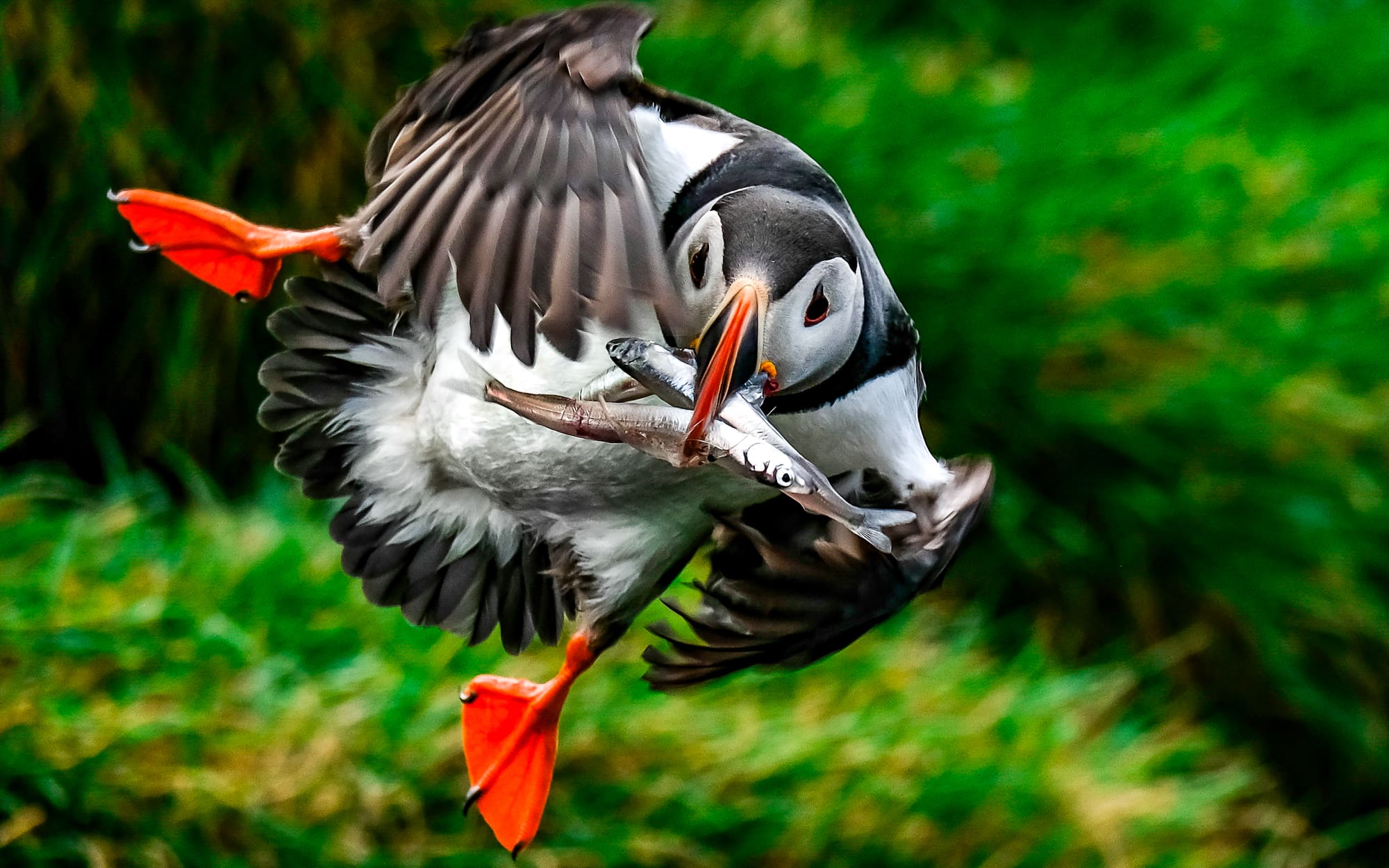 Ingólfshöfði Puffin Photo Tour