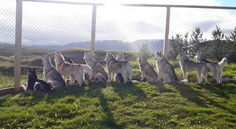 Husky Petting à Akureyri