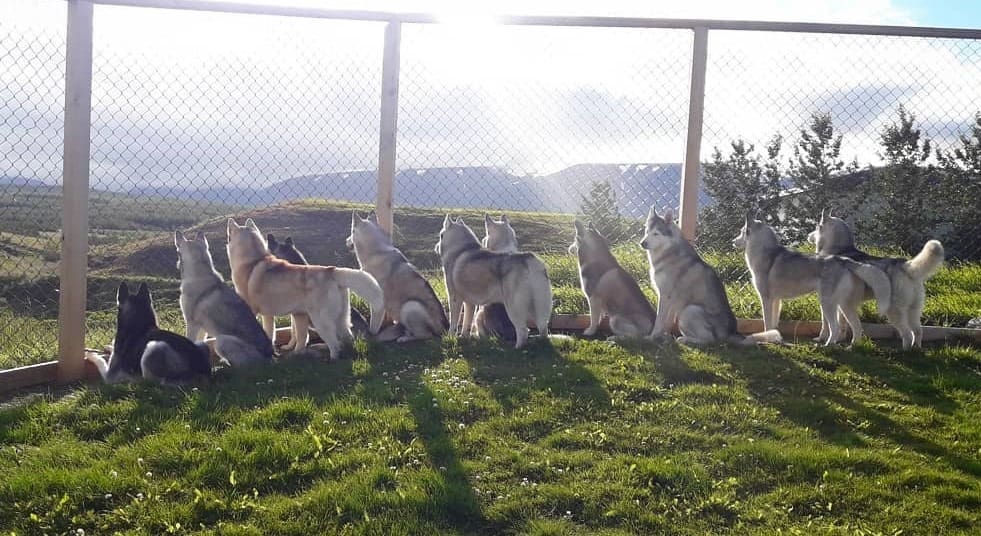 Husky Petting in Akureyri