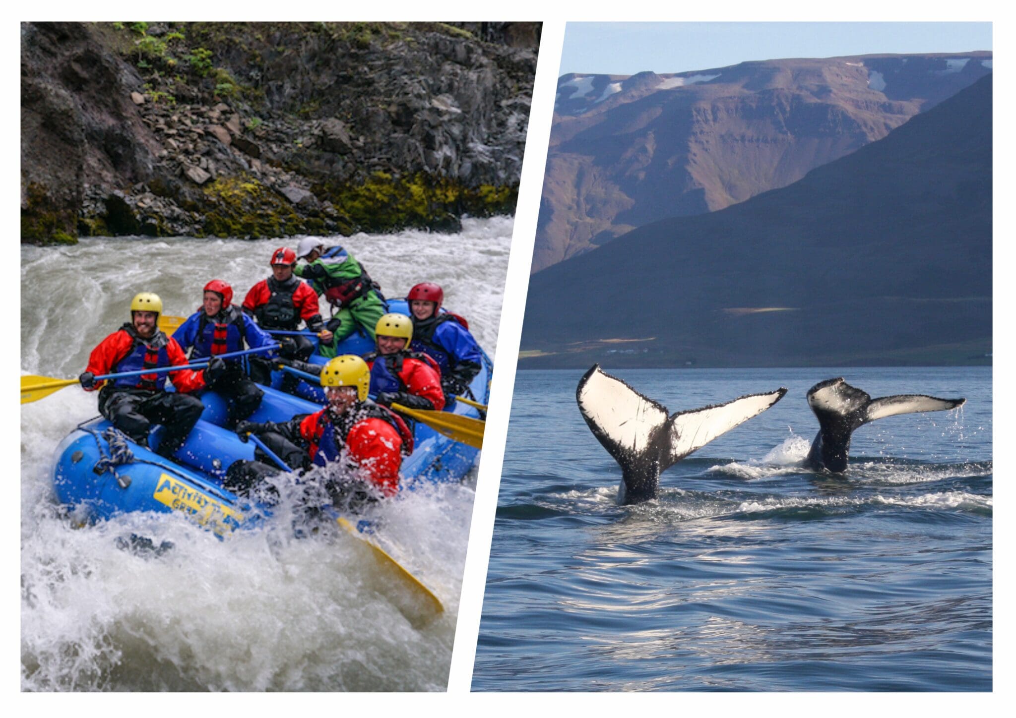 Whales & White Water Rafting