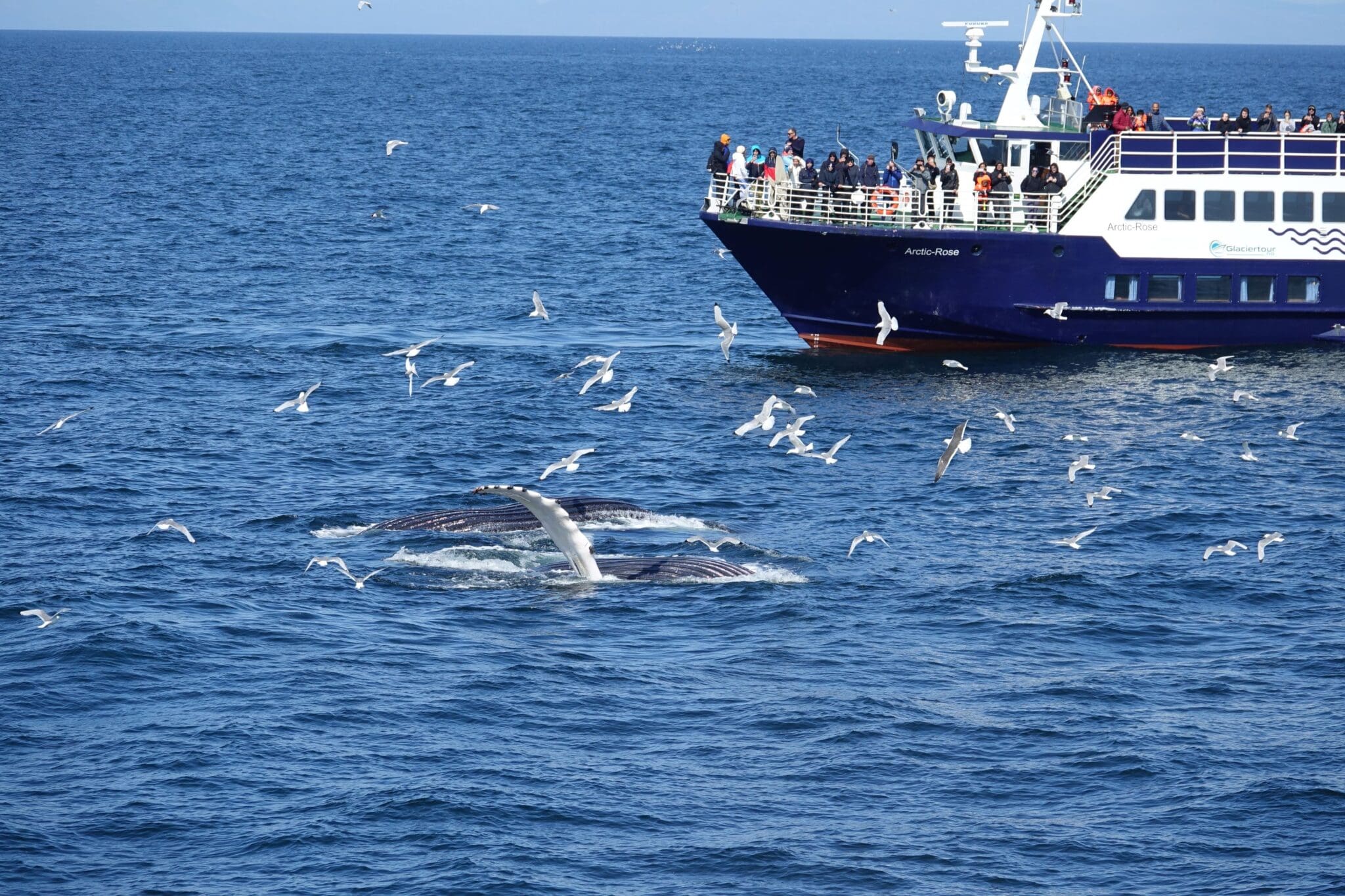 Whale watching – Downtown Reykjavík