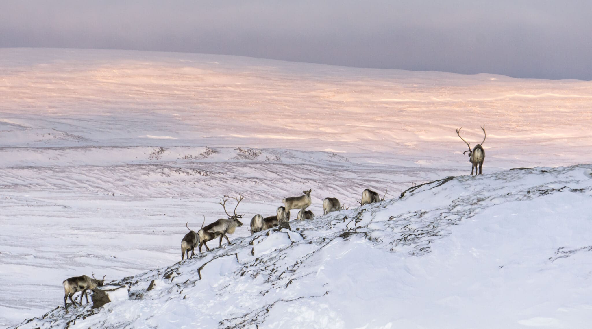 Wild Reindeer Experience