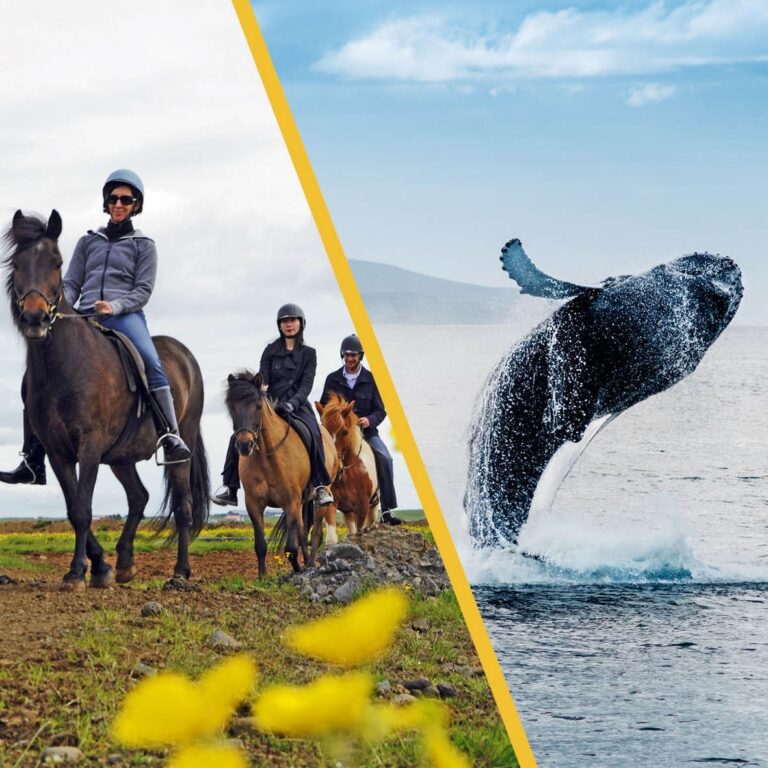 Baleines et chevaux