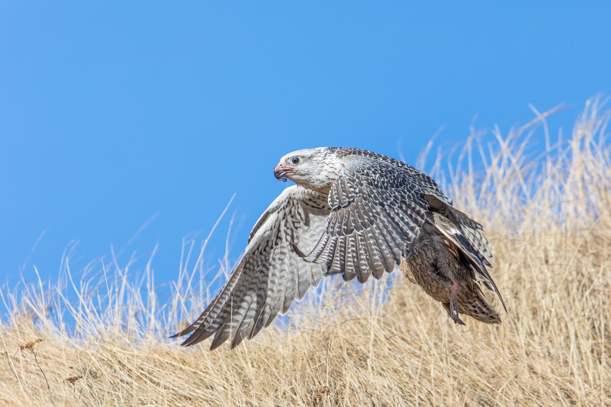Birdwatching private tour: Melrakkaslétta and Kelduhverfi
