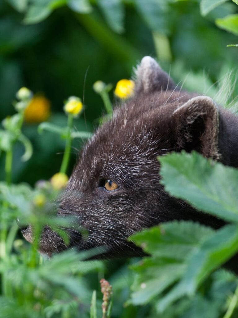 Wildlife & Heritage of Hesteyri