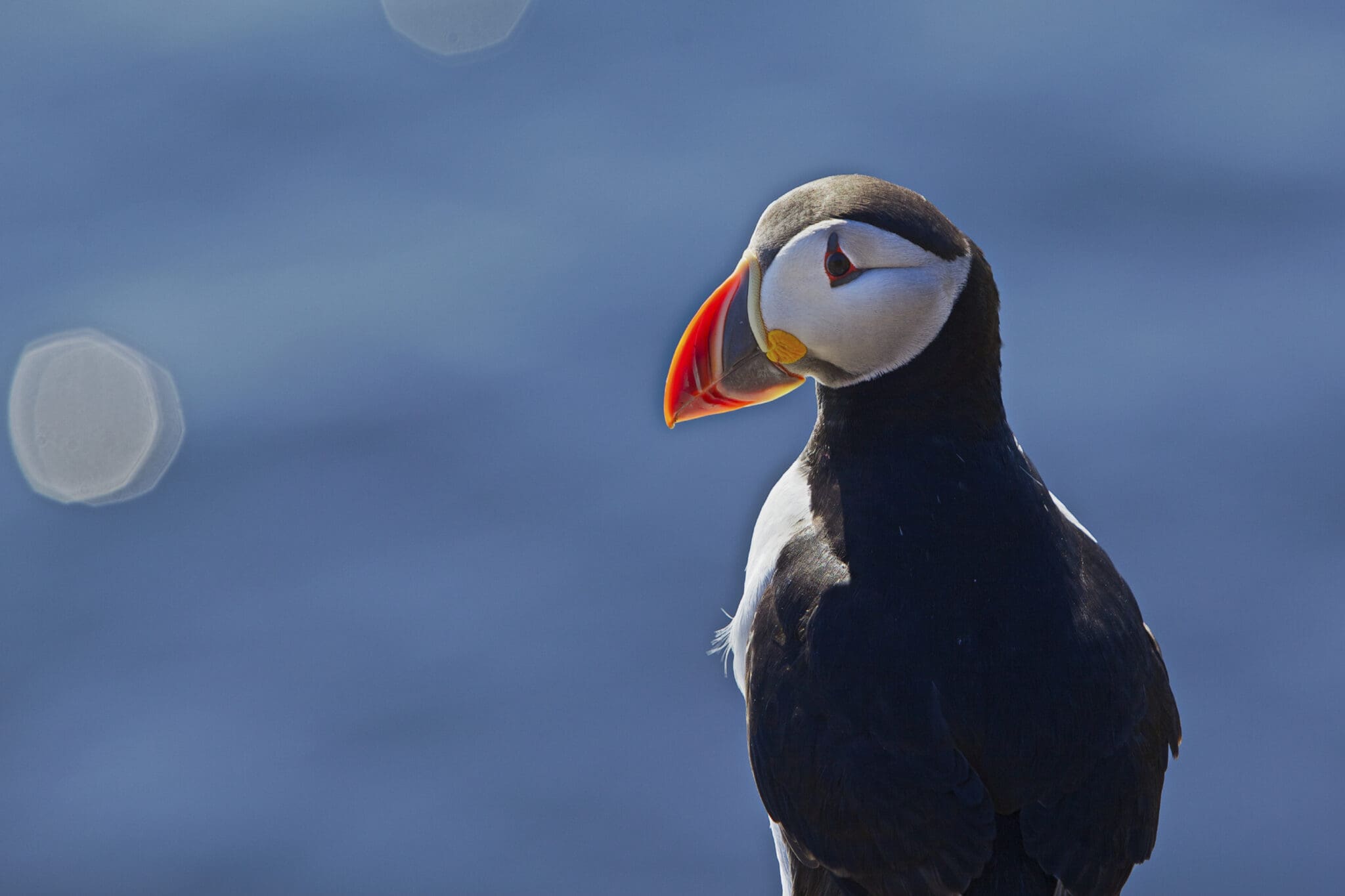 Laxnes & Puffins