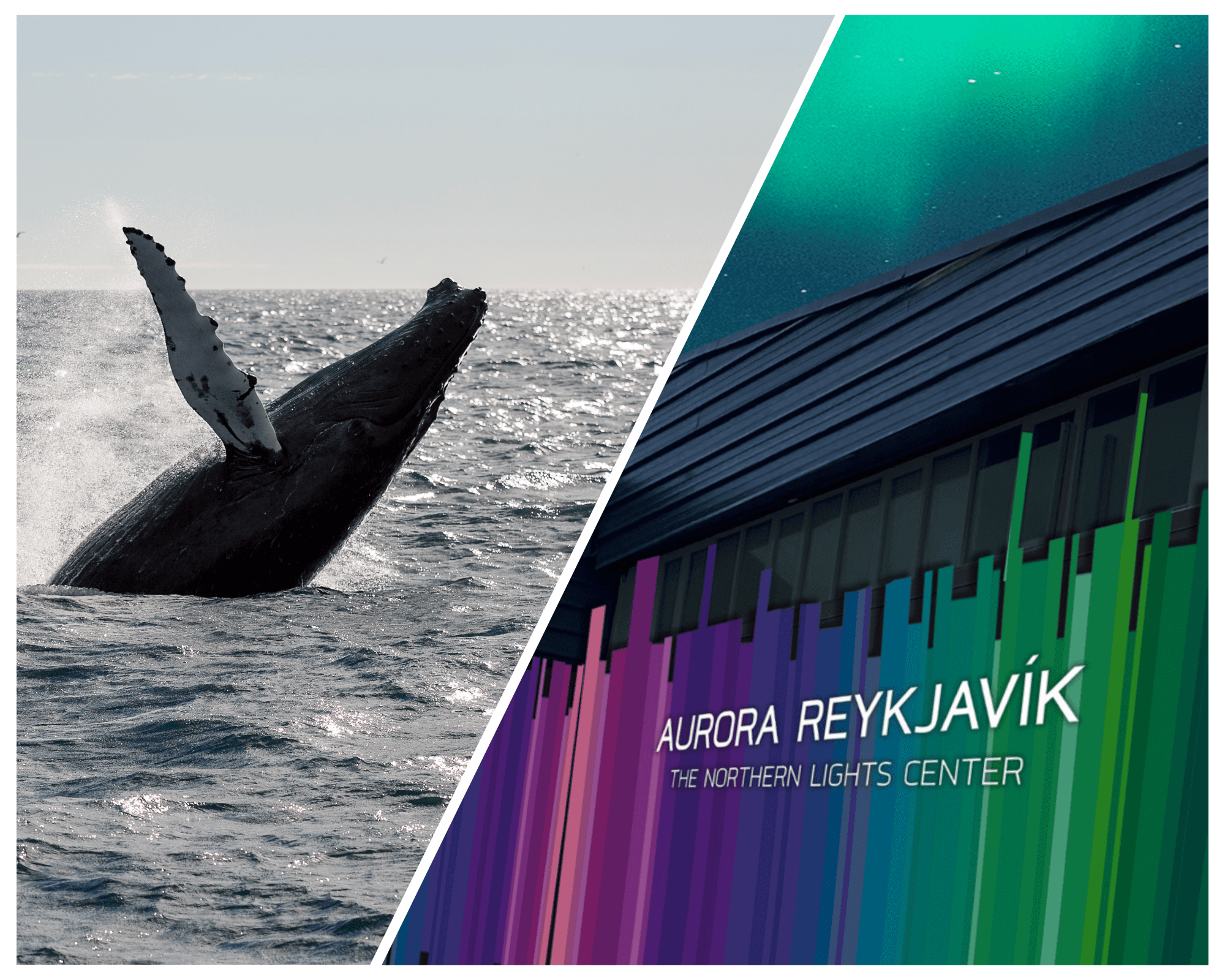 Whale Watching & Aurora Reykjavik Exhibition: A Celestial and Aquatic Adventure