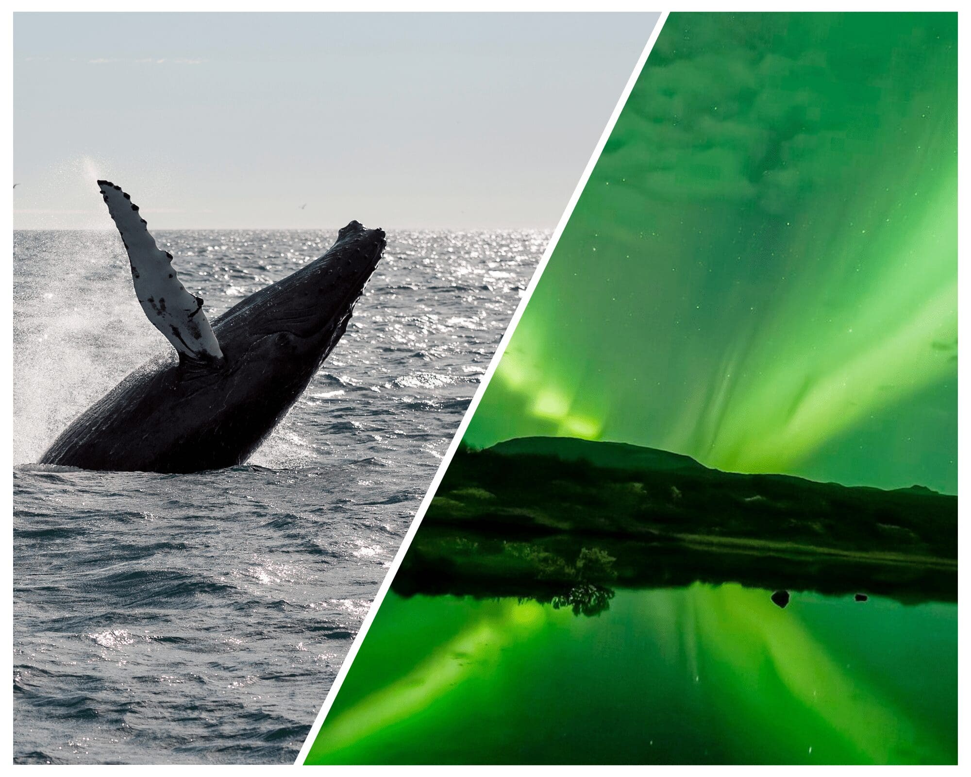 Whale Watching & Northern lights Crociera combinata da Reykjavik