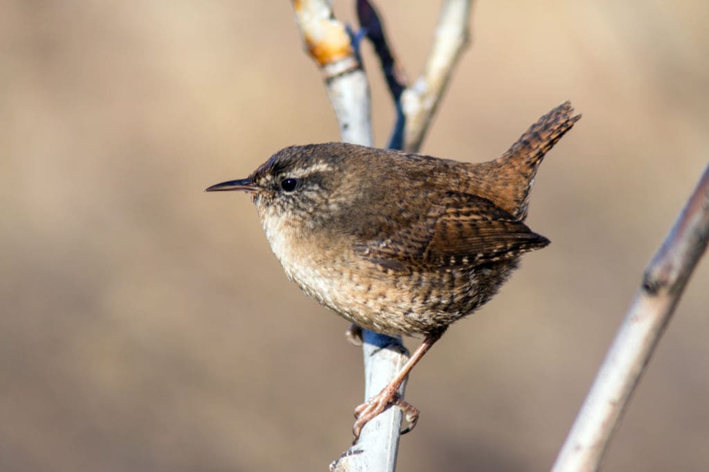 TN Complete Circle Birdwatching – 12 days