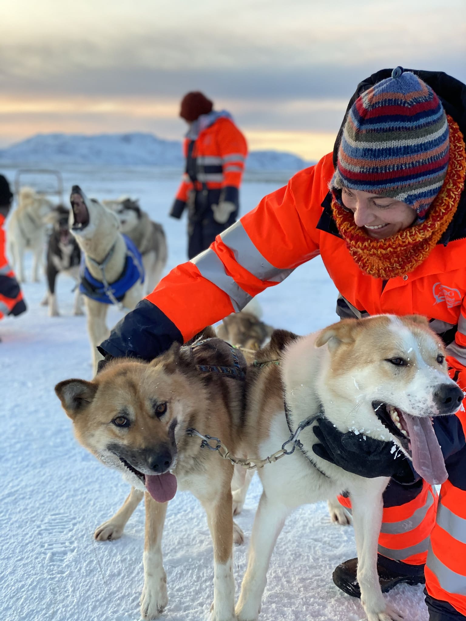 Dog Sledding Near Reykjavik