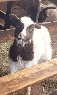 Our woolly friends