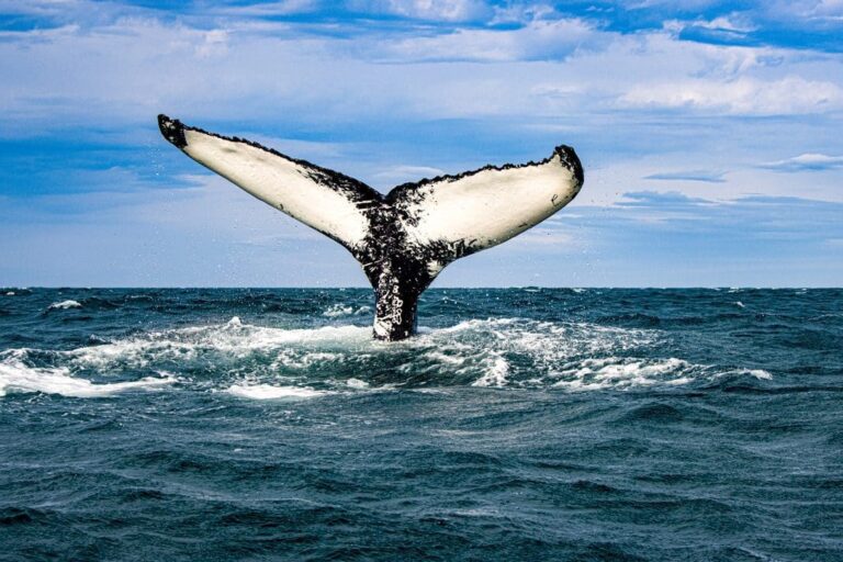 Classic Whale Watching from Dalvík