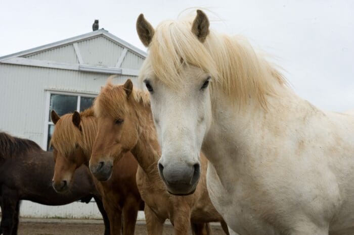 Snorkeling Silfra and horseback riding