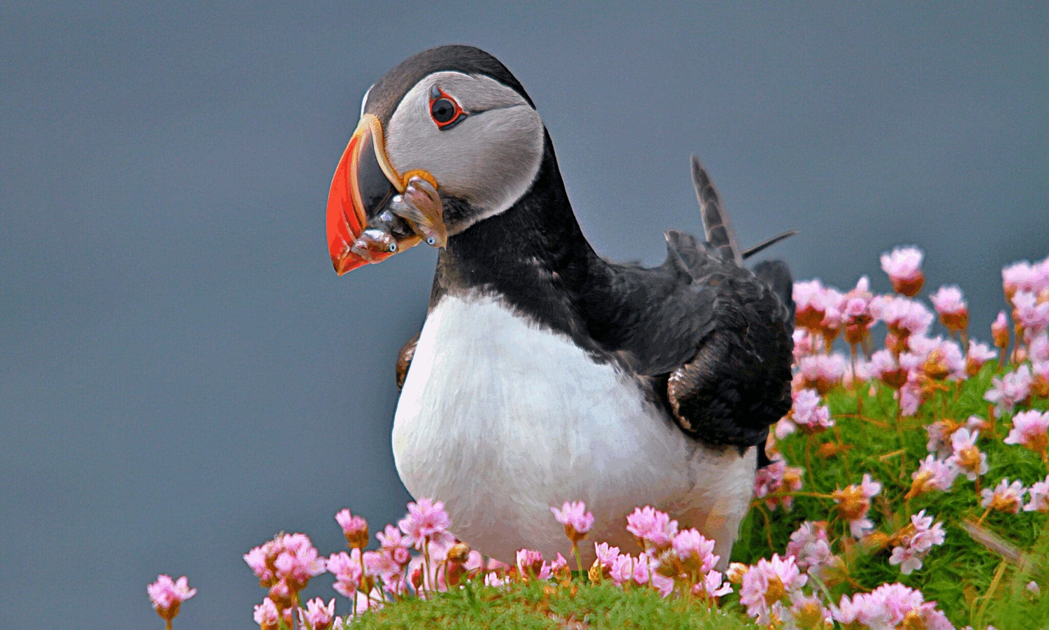 Volcanic Westman Islands & Puffin Tour
