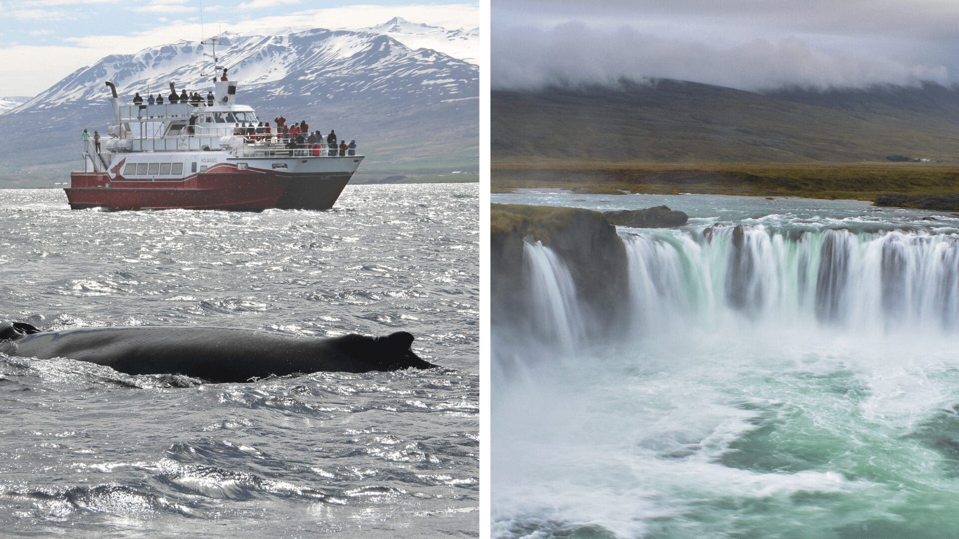 Osservazione delle balene e Goðafoss