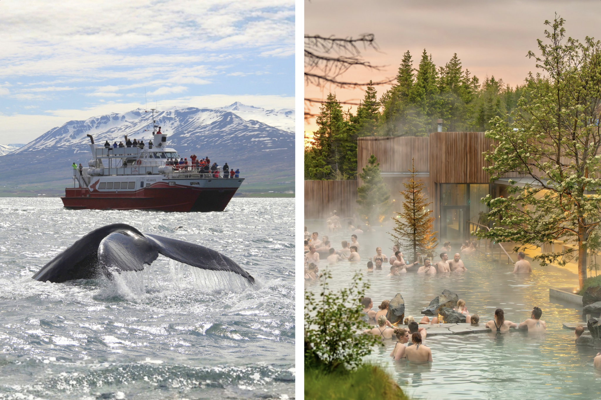 Akureyri : surveillance des lagunes forestières et des baleines