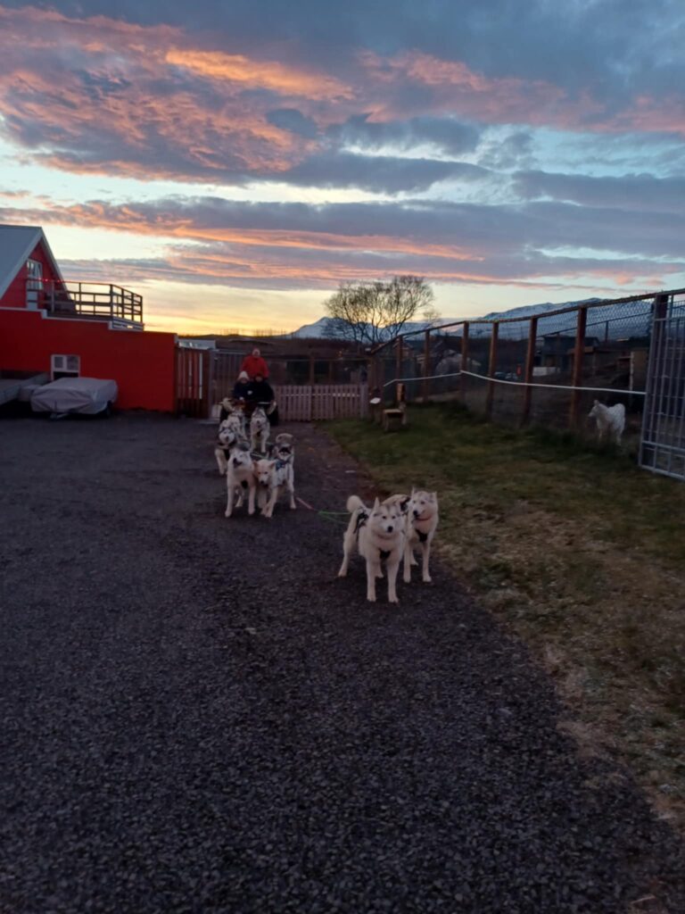 Dog-cart ride in Akureyri