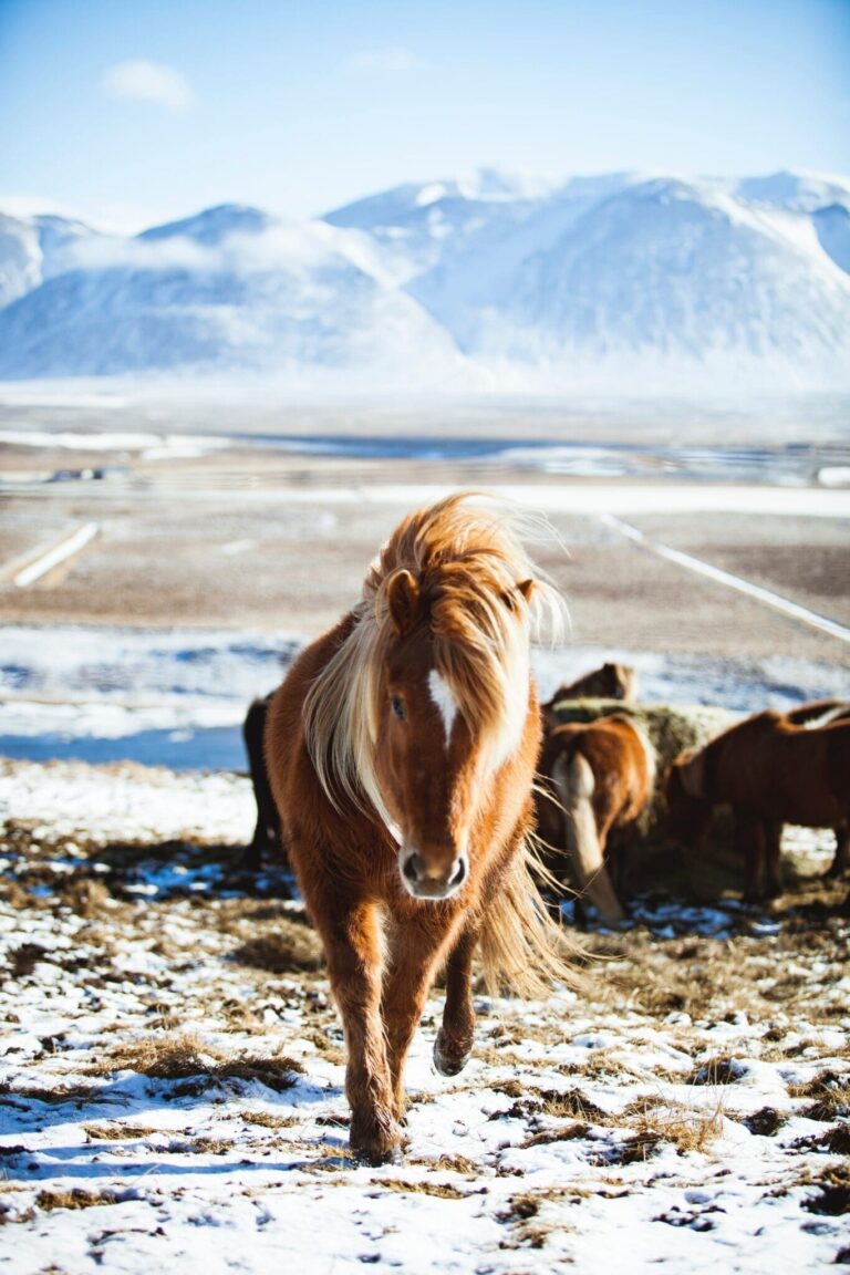 South Coast & Black Sand Horse Riding Tour