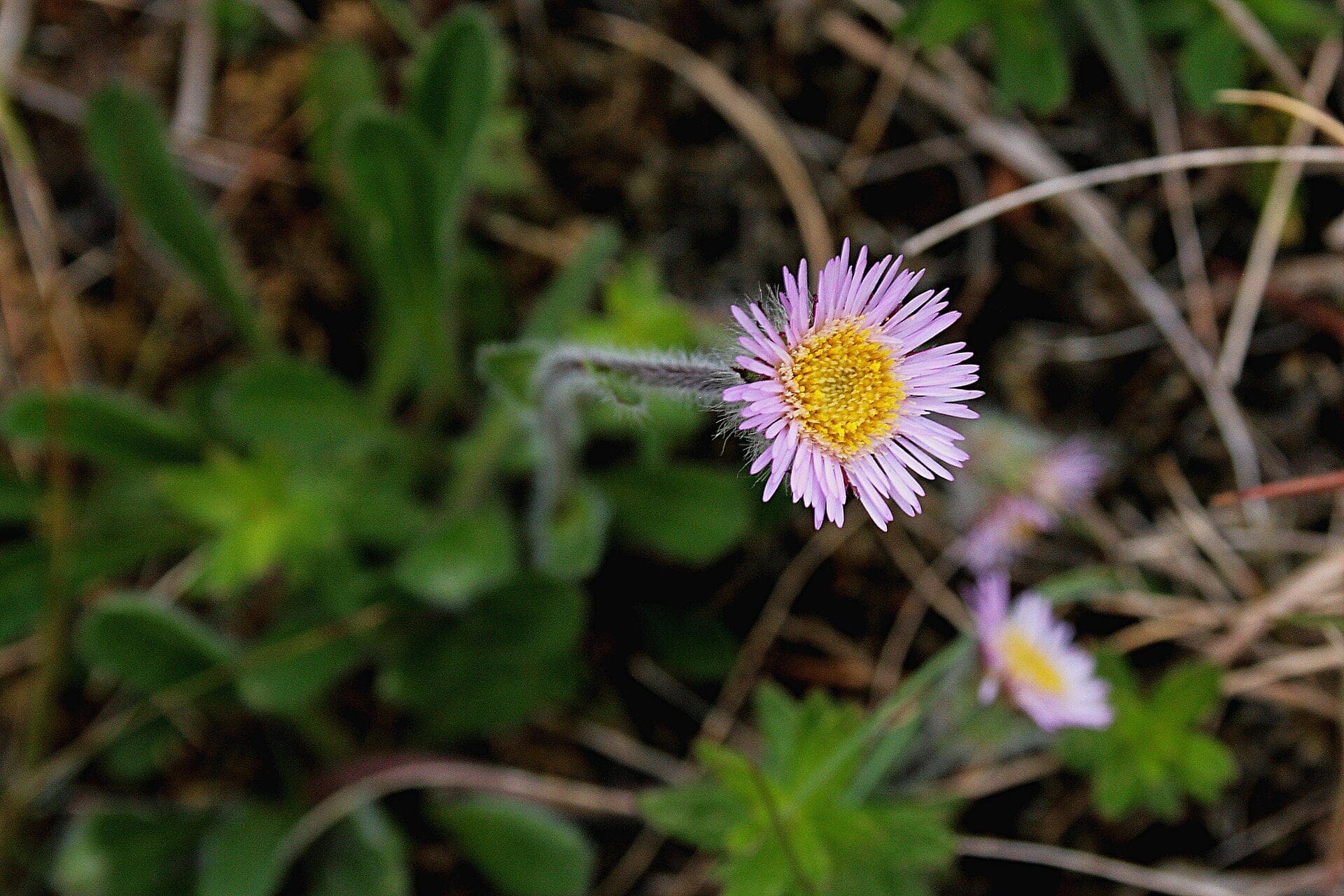 Glanni