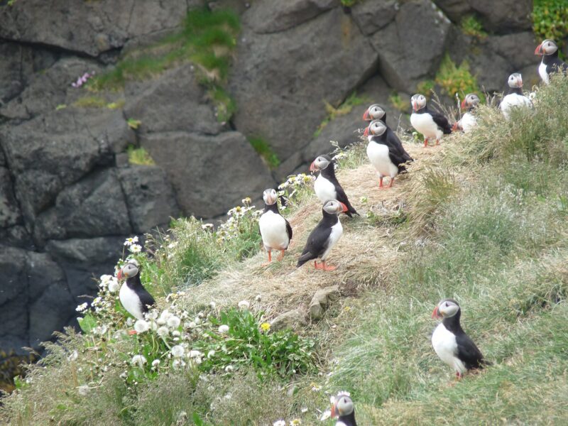 Grimsey