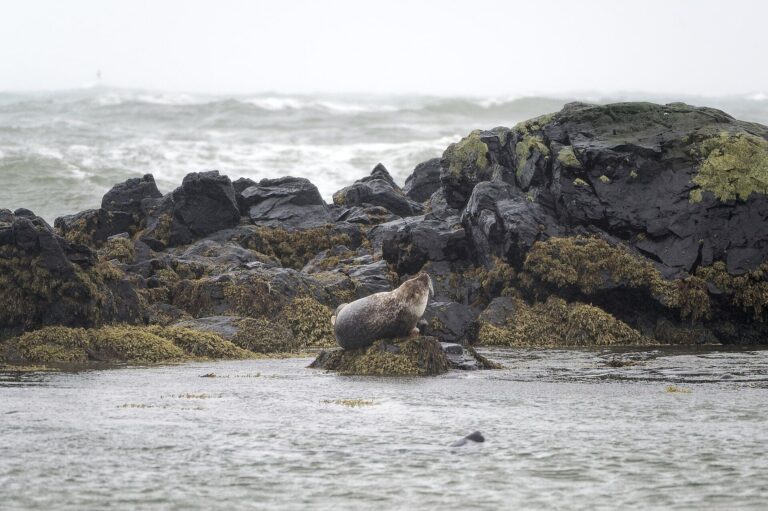 Ytri-Tunga Seal Beach