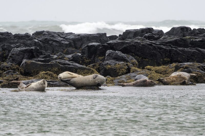 Ytri-Tunga Seal Beach