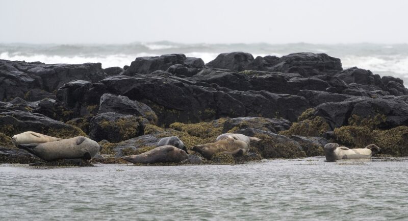 Ytri-Tunga Seal Beach