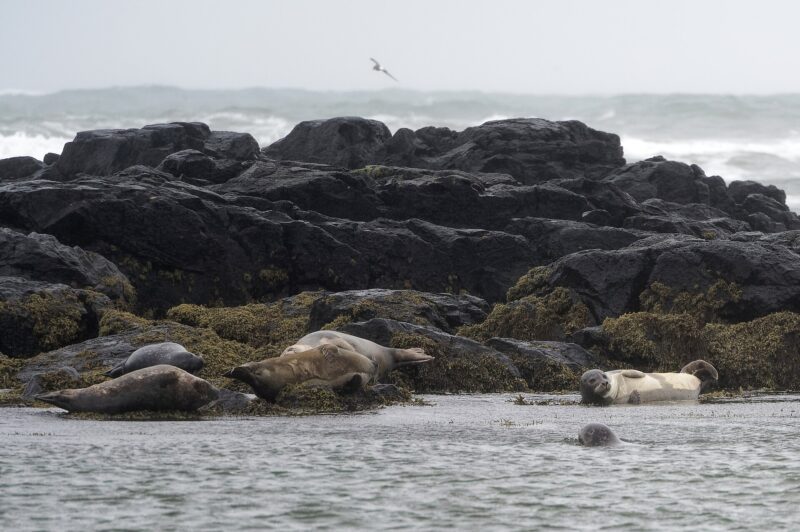 Ytri-Tunga Seal Beach