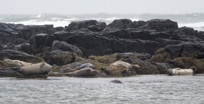 Ytri-Tunga Seal Beach