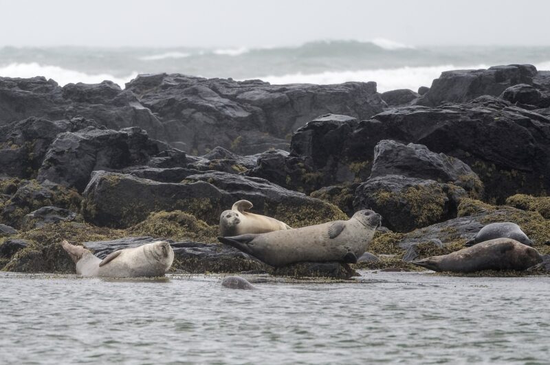 Ytri-Tunga Seal Beach