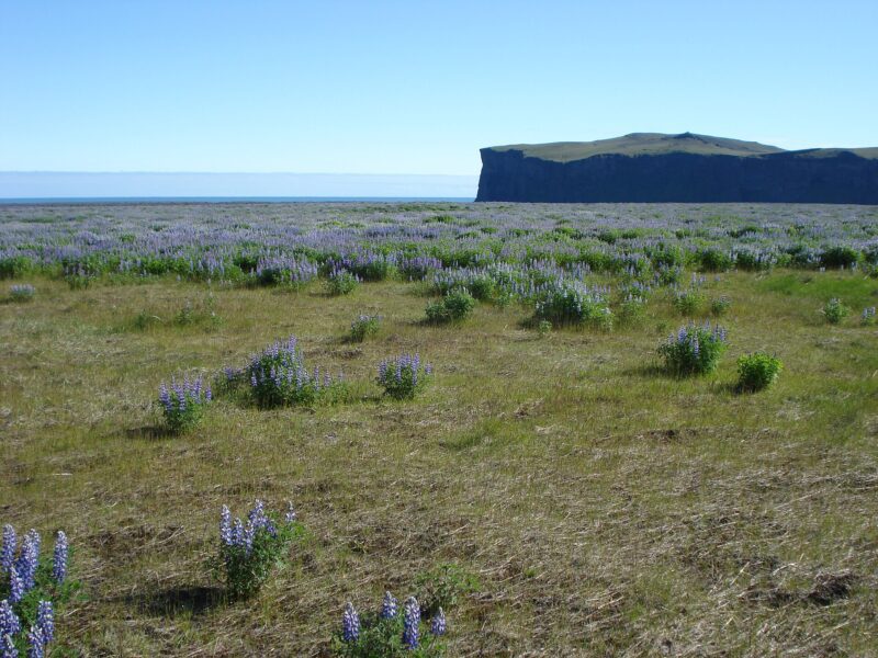 Hjorleifshofdi & Yoda Cave