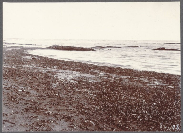 Selvogur Coast