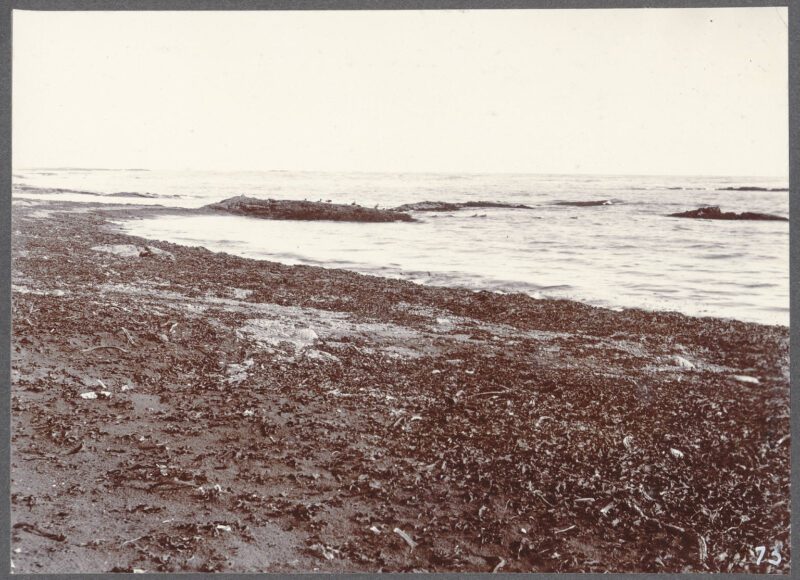 Selvogur Coast
