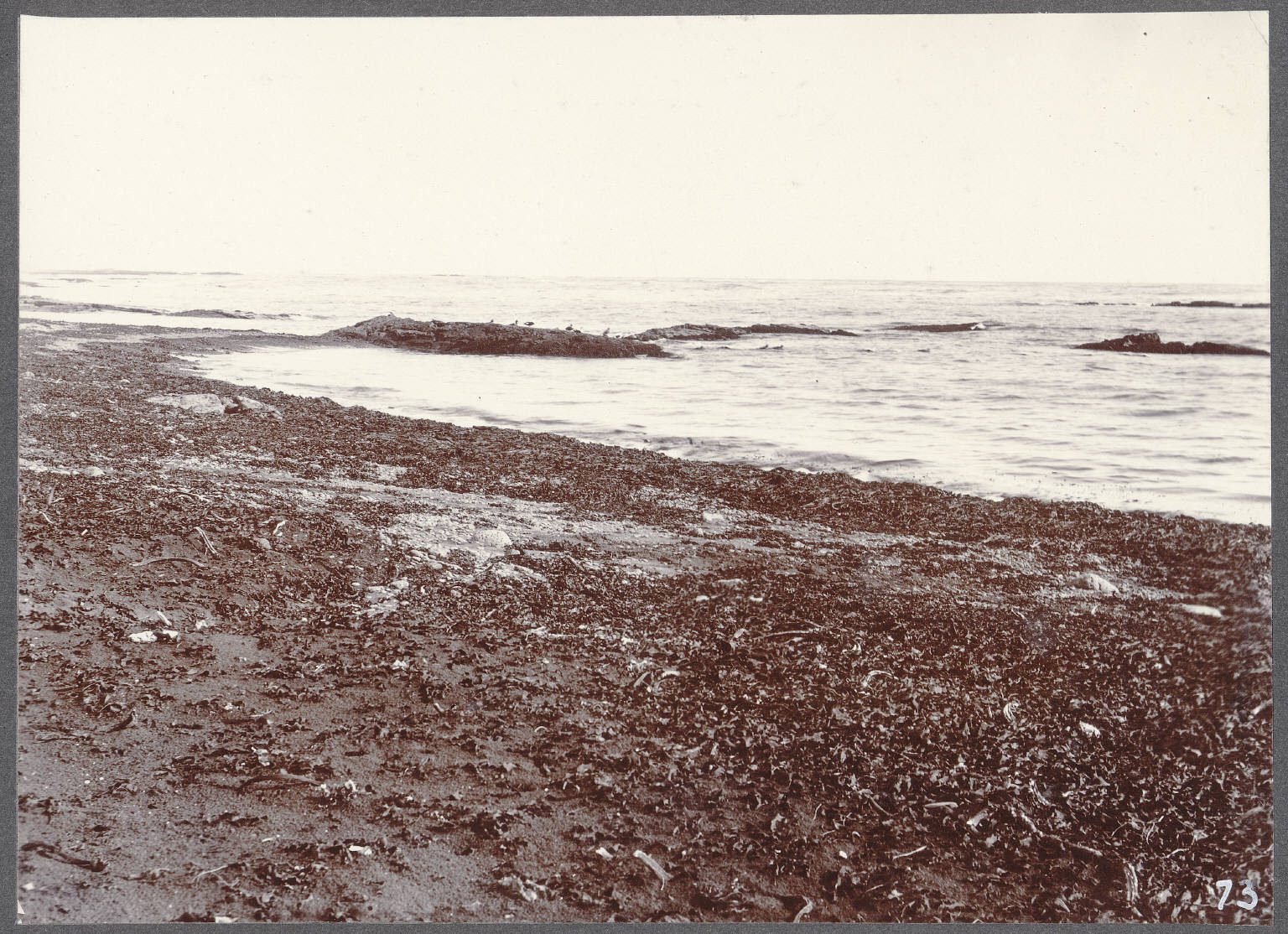 Selvogur Coast