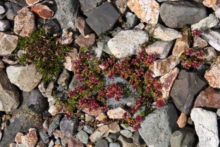 Lónsöræfi