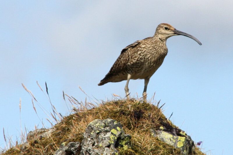 Lónsöræfi